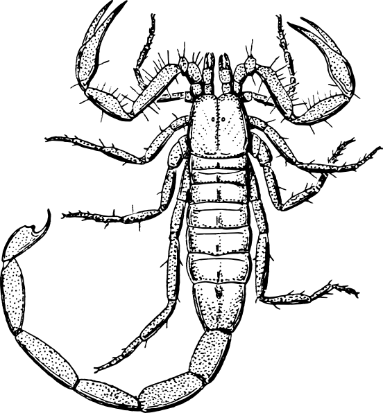 Scorpion Clipart Black And White - Png Download (552x596), Png Download