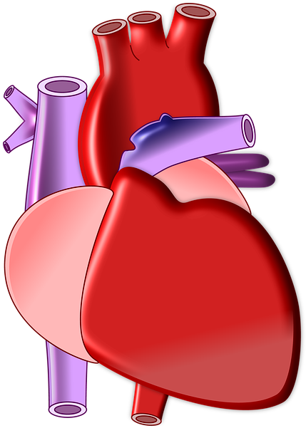 Weekly Health Updates - Biology Heart Png Clipart (556x720), Png Download