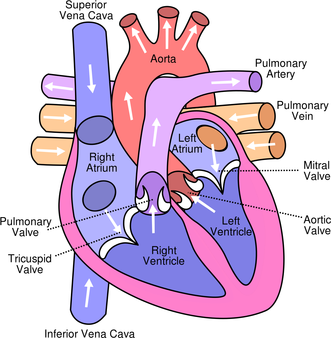 Heart Disease Can Occur In Different Parts Of The Heart - Heart Of A Dog Diagram Clipart (650x650), Png Download