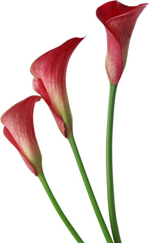 Abc Duendes Png - Red Calla Lily Clipart (491x800), Png Download