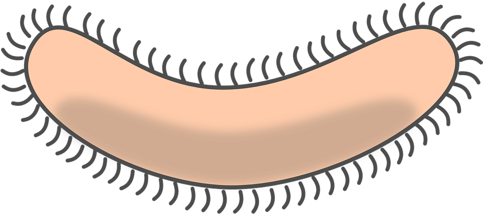 Bacteria Clipart Germ - Bacteria Clipart - Png Download (960x480), Png Download