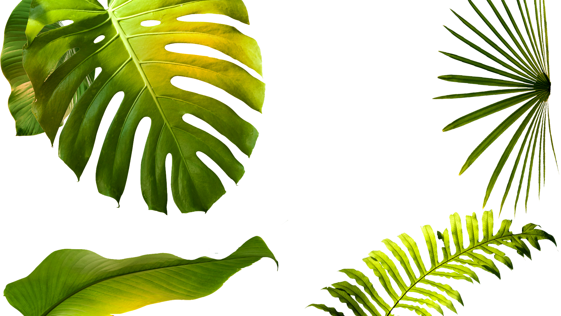 “it's Always An Honor And A Blessing To Just Have An Clipart (1800x1013), Png Download