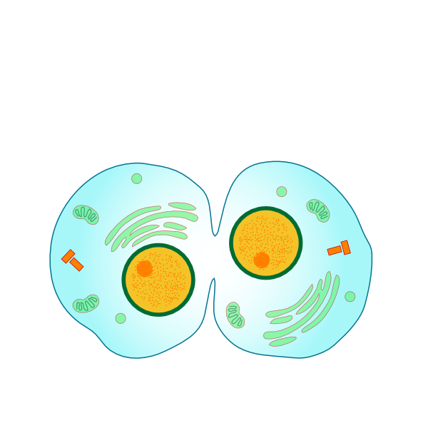 Animal Cell Cliparts - Cytokinesis Mitosis - Png Download (600x600), Png Download