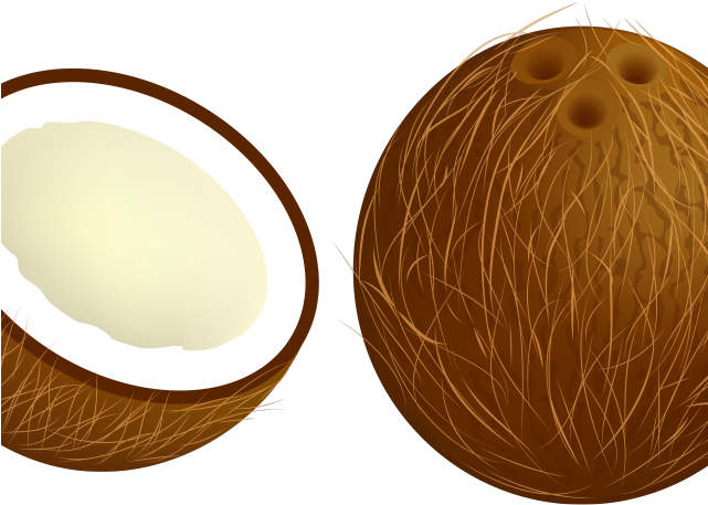 Tree Clipart Clipart Coconet - Coconut - Png Download (640x480), Png Download