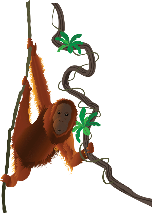 Orang Utan Clipart Png Transparent Png (600x839), Png Download