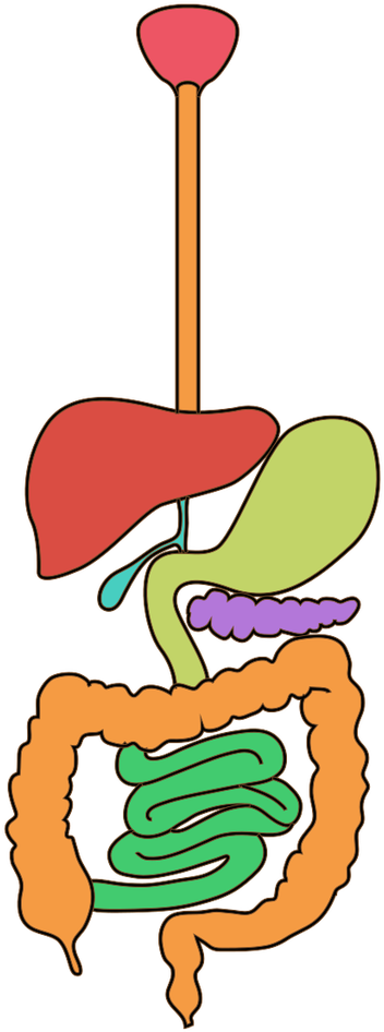 Pin It On Pinterest - Human Digestive System Clipart (1024x1024), Png Download