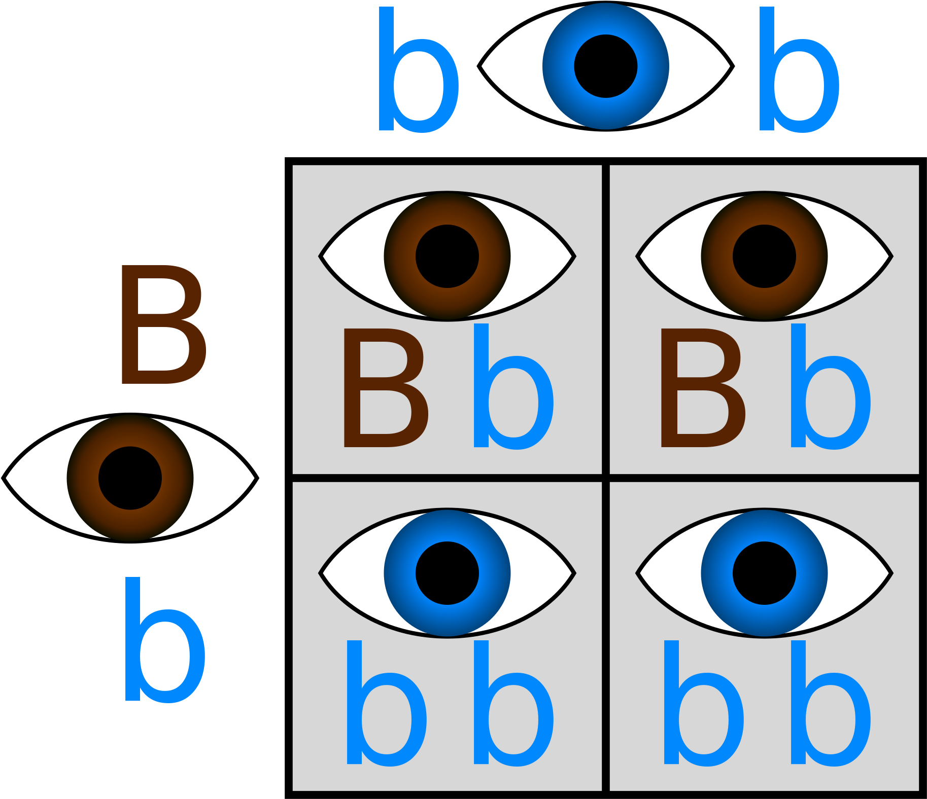 Blue Eyes - Punnett Square Blue Eyes Clipart (2000x2000), Png Download