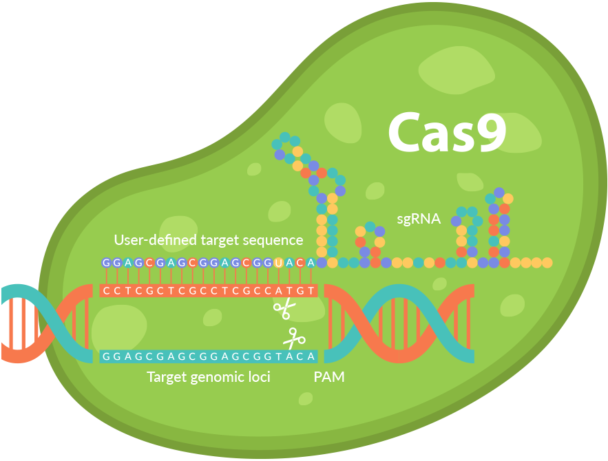 Crispr - Crispr Cas9 Png Clipart (883x670), Png Download