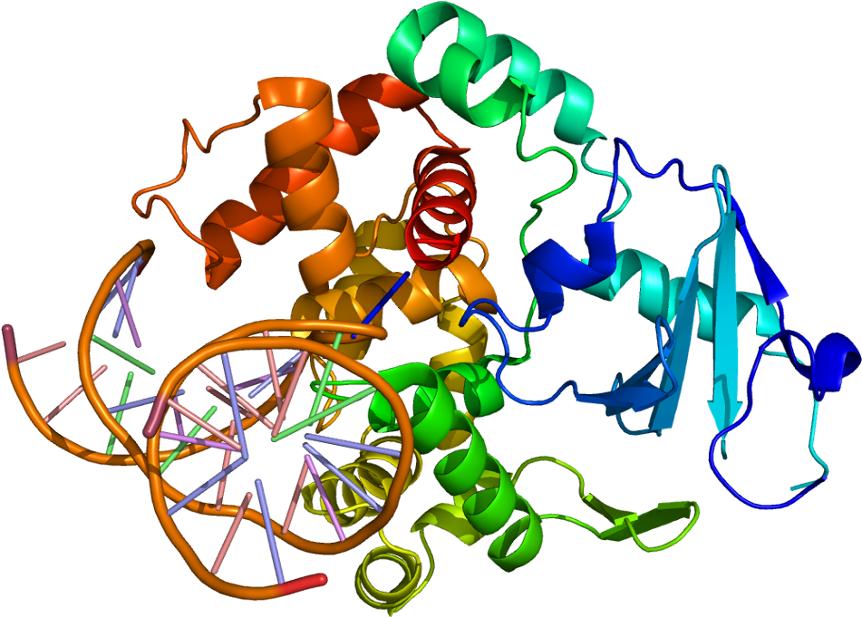 Ogg1 Protein Clipart (1000x730), Png Download