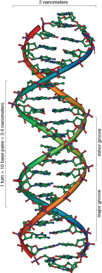 Science Of Human Origins Clipart (442x1112), Png Download