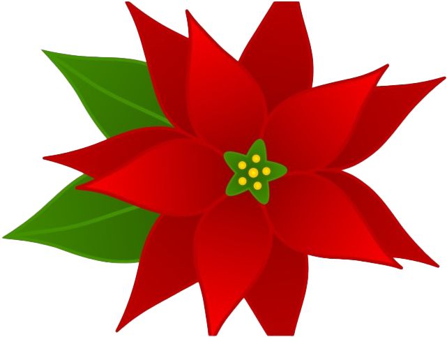 Christmas Poinsettia Clipart - Transparent Poinsettia Clipart - Png Download (640x480), Png Download