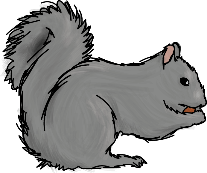 My Name Is Sally, I Major In Nutcracking Here At Skidmore - Fox Squirrel Clipart (692x577), Png Download