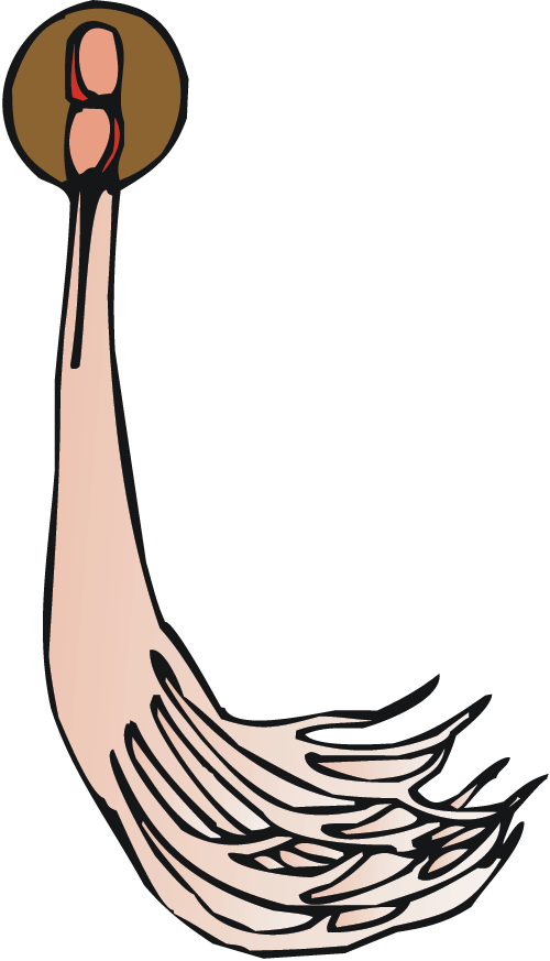 Nervous System Clipart (500x873), Png Download