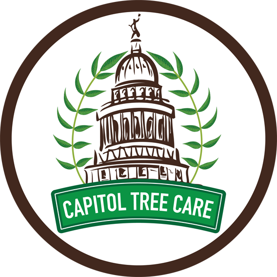 Tree Services - Texas State Capitol Clipart (568x568), Png Download