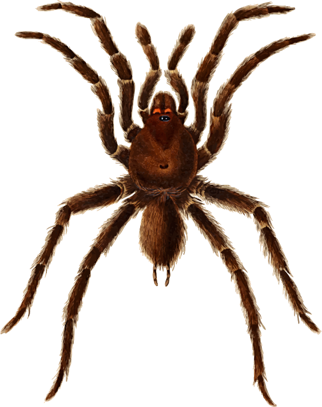 European Garden Spider Barn Spider Tarantula Histoire - Spinnen-halloween-geschirrtuch 16" X 24" Geschirrtuch Clipart (591x750), Png Download