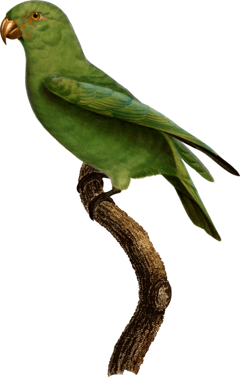 Lovebird Finches Parakeet Feather Fauna - John James Audubon Clipart (479x750), Png Download