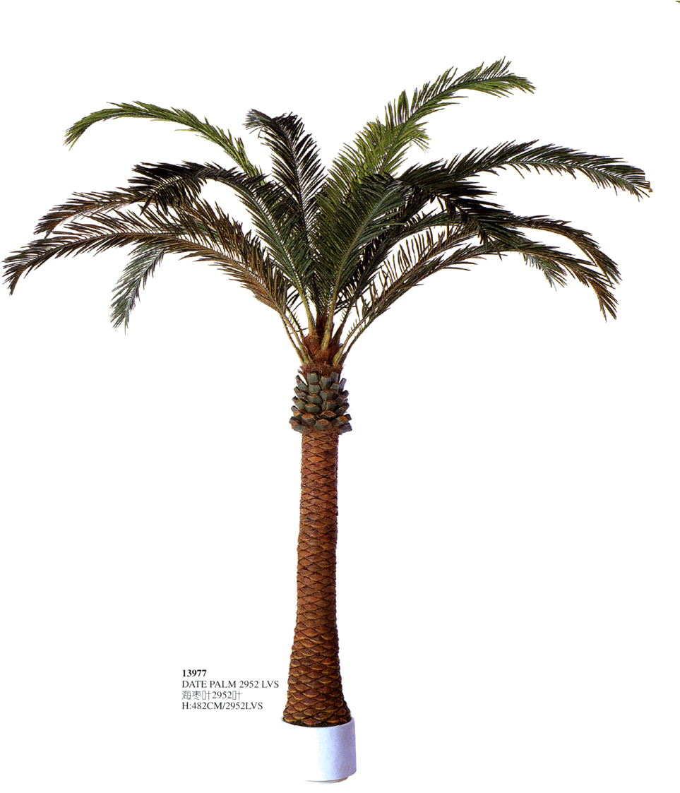 Posted By Todd A At - Palm Trees Clipart (1000x1152), Png Download