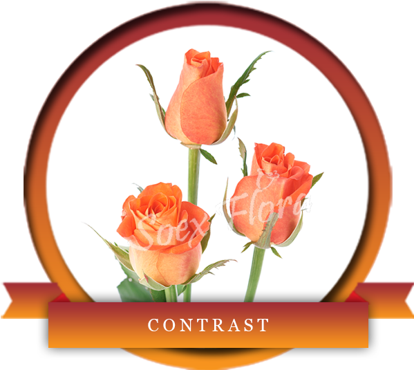 Contrast Is An Elegant Blend Of Orange Colored Bottom - Europe Clipart (600x600), Png Download
