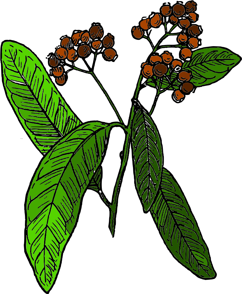 Free Star Anise Free Allspice - Botany Clipart - Png Download (659x800), Png Download