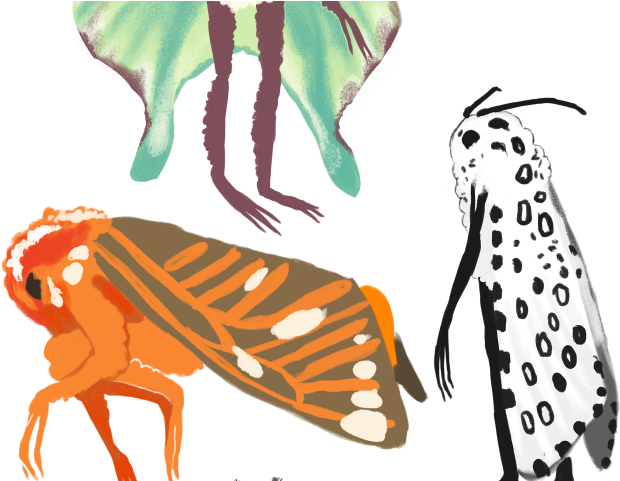 Moth Clipart Tumblr Transparent - Drawing - Png Download (640x480), Png Download