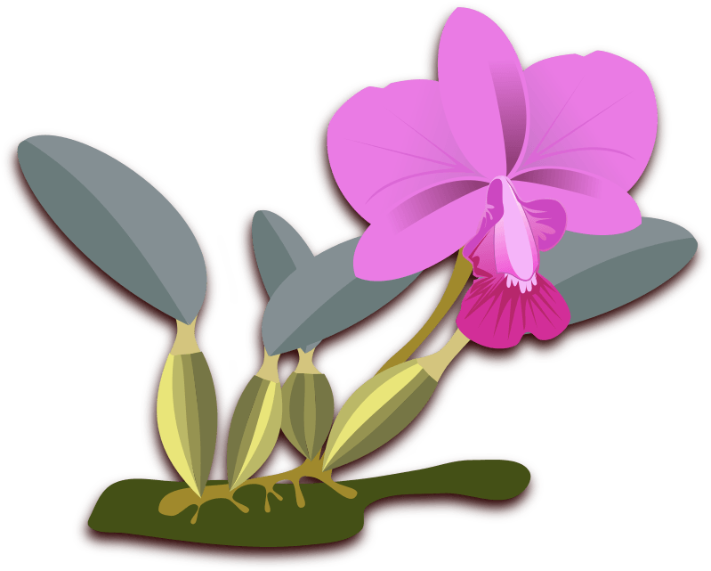 All Photo Png Clipart - Orchids Plants Clip Art Transparent Png (750x750), Png Download