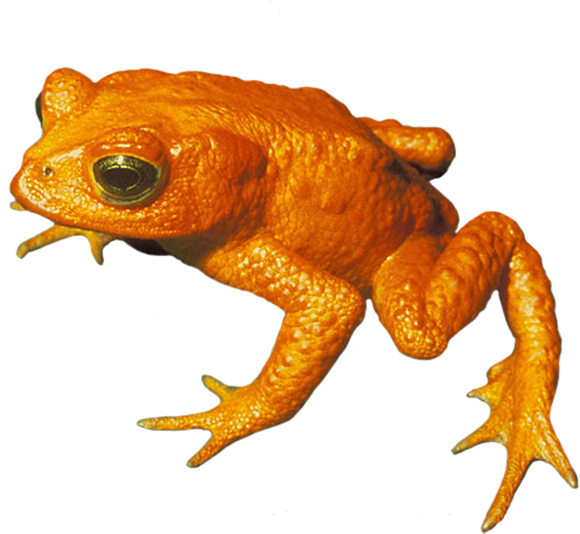 Golden Toad Png, Toad Clip Art Png - Golden Toad No Background Transparent Png (650x566), Png Download