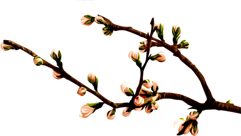 Album - Twig Clipart (800x476), Png Download