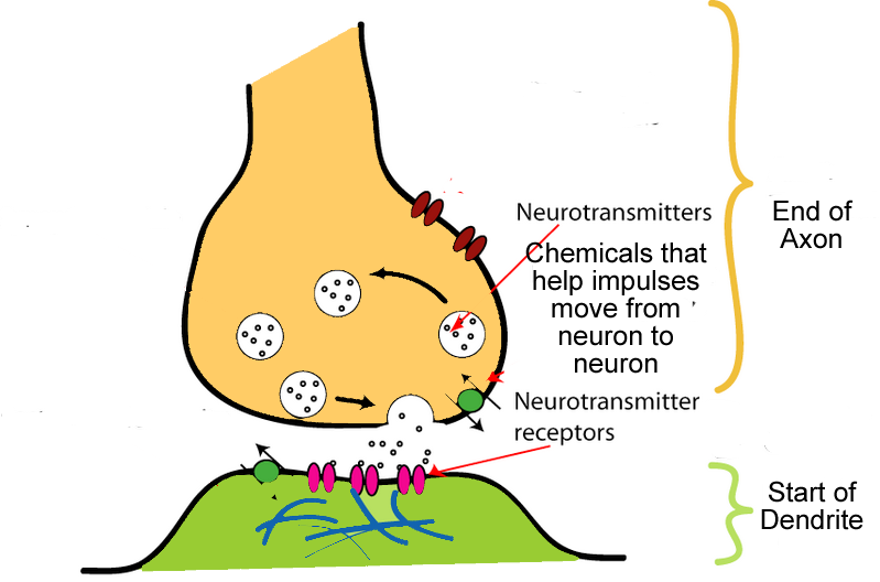 Index Of Archive Science Powerpoints System Files - Cartoon Clipart (799x528), Png Download