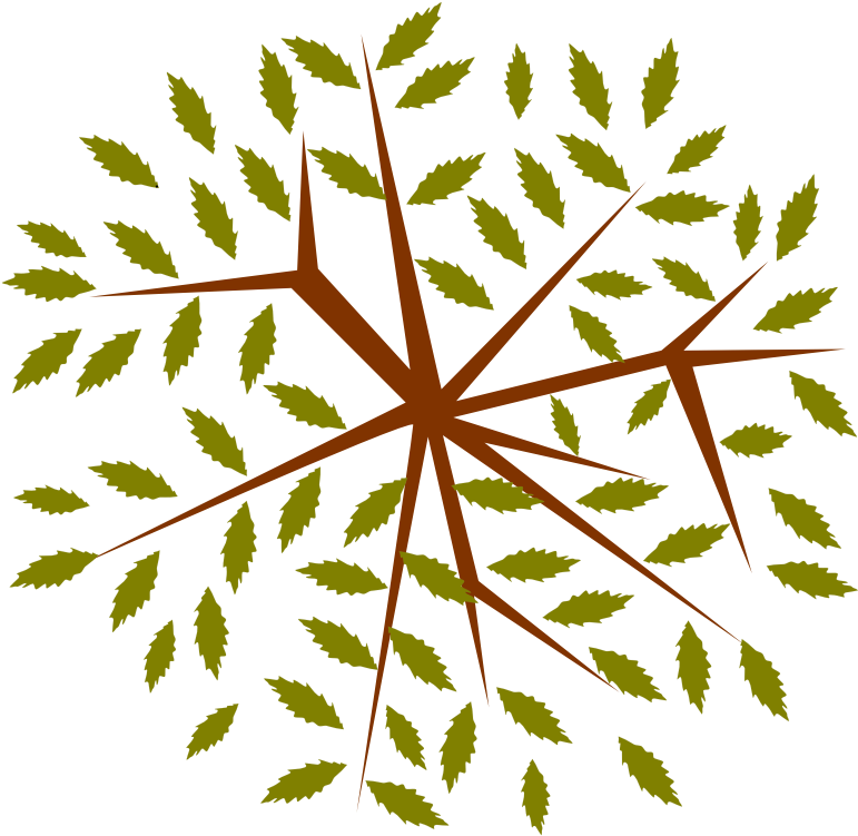 Clip Arts Related To - Tree - Png Download (800x800), Png Download