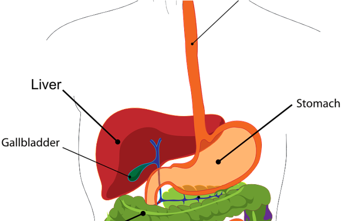 Naturally Getting Rid Of Acid Reflux Seraphic - Human Digestive System Eating Meat Clipart (777x437), Png Download