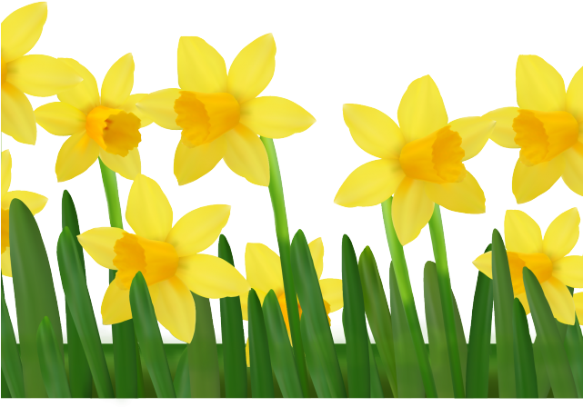 Yellow Flower Clipart March Flower - Clip Art Daffodils - Png Download (640x480), Png Download