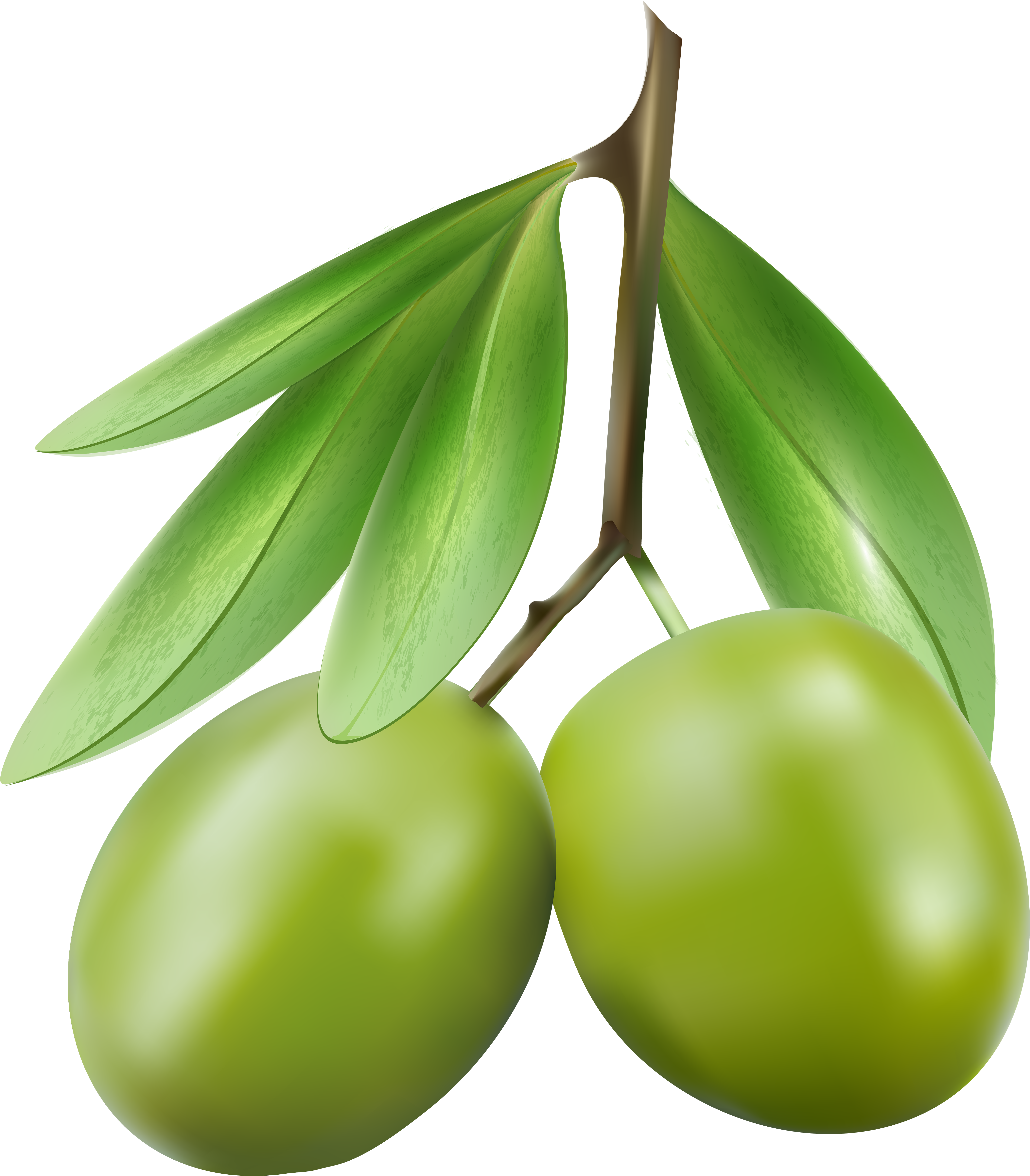 Green Olives Png Clipart (5252x6000), Png Download