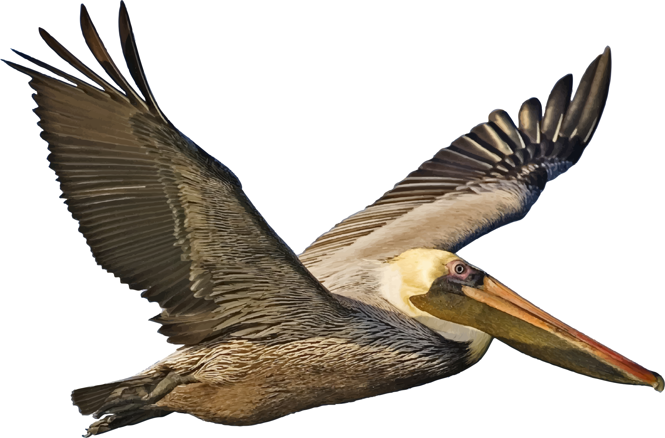 Brown Pelican Clipart - Brown Pelican Clip Art - Png Download (1140x762), Png Download