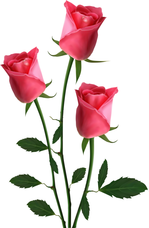 Яндекс - Фотки - Transparent Background Pink Roses Clipart - Png Download (525x800), Png Download
