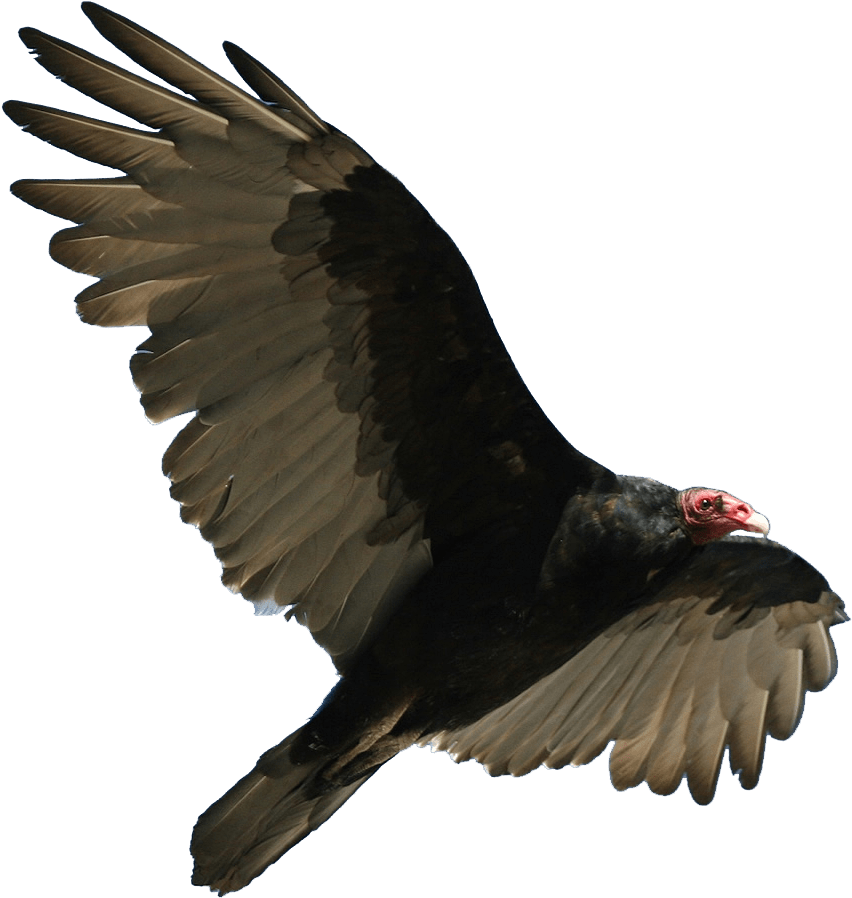 Turkey Vulture In French Clipart (960x925), Png Download