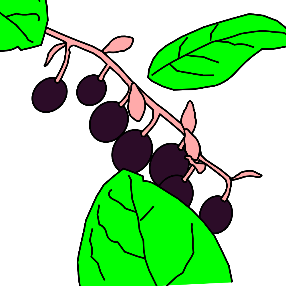 1000 - Berry Clipart (1000x1000), Png Download