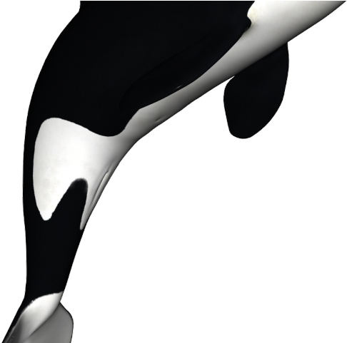 Orca Clipart Svg - Orca Whale Black And White - Png Download (640x480), Png Download