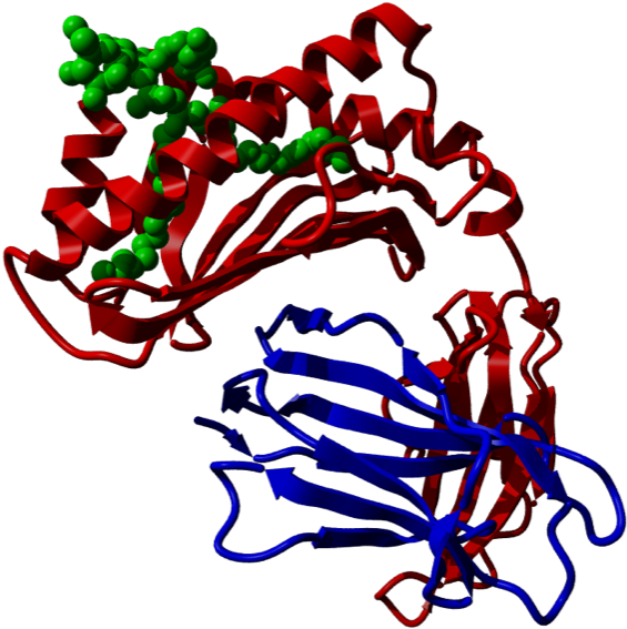 Cd1d, Cd1d, Side View Clipart (582x600), Png Download