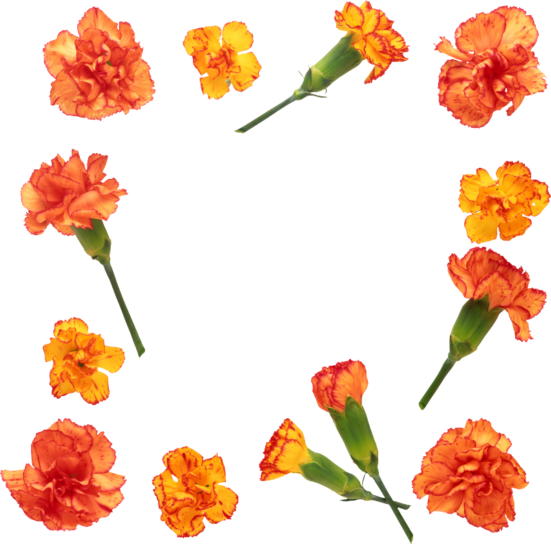 Publicat De Eu Ciresica La - Гвоздики Clipart (800x791), Png Download