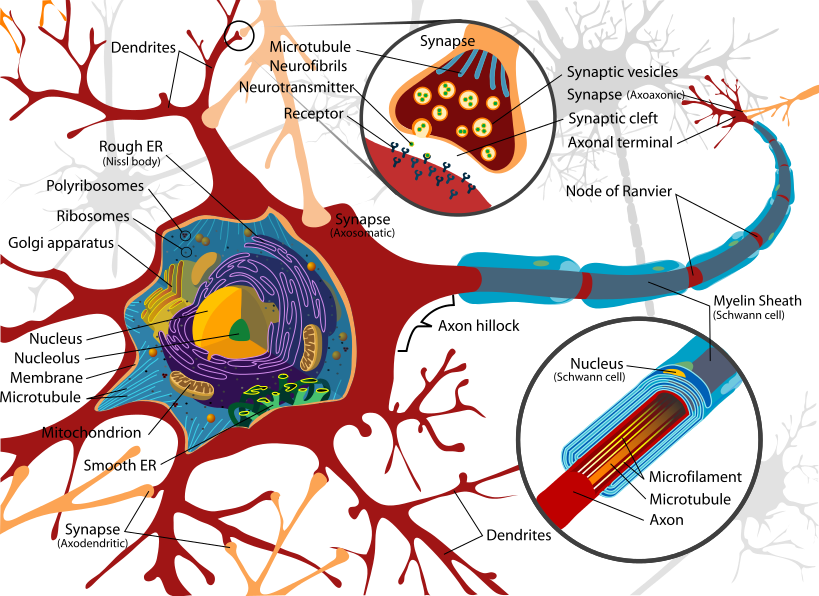 819px Complete Neuron Cell Diagram En Svg - Ultraestructura De Una Neurona Clipart (819x596), Png Download