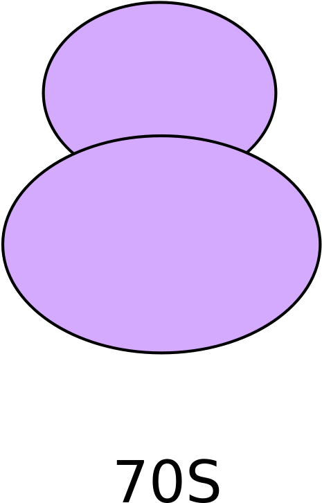 Recognition Of Intact 70s Ribosomes By Rnase I In Escherichia - Soul Clipart (465x726), Png Download