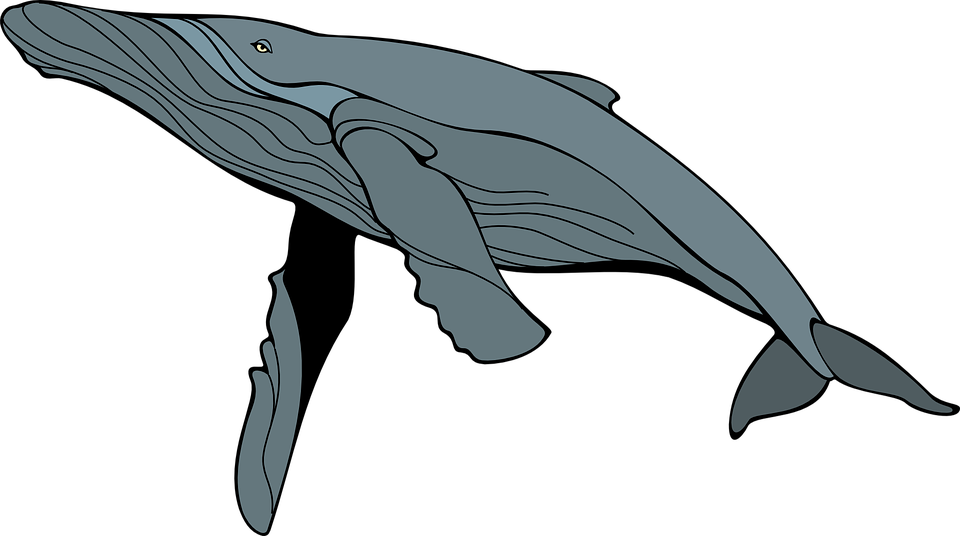 Ballena, Gris, Mam, Mamíferos - Humpback Whale Clipart - Png Download (960x536), Png Download