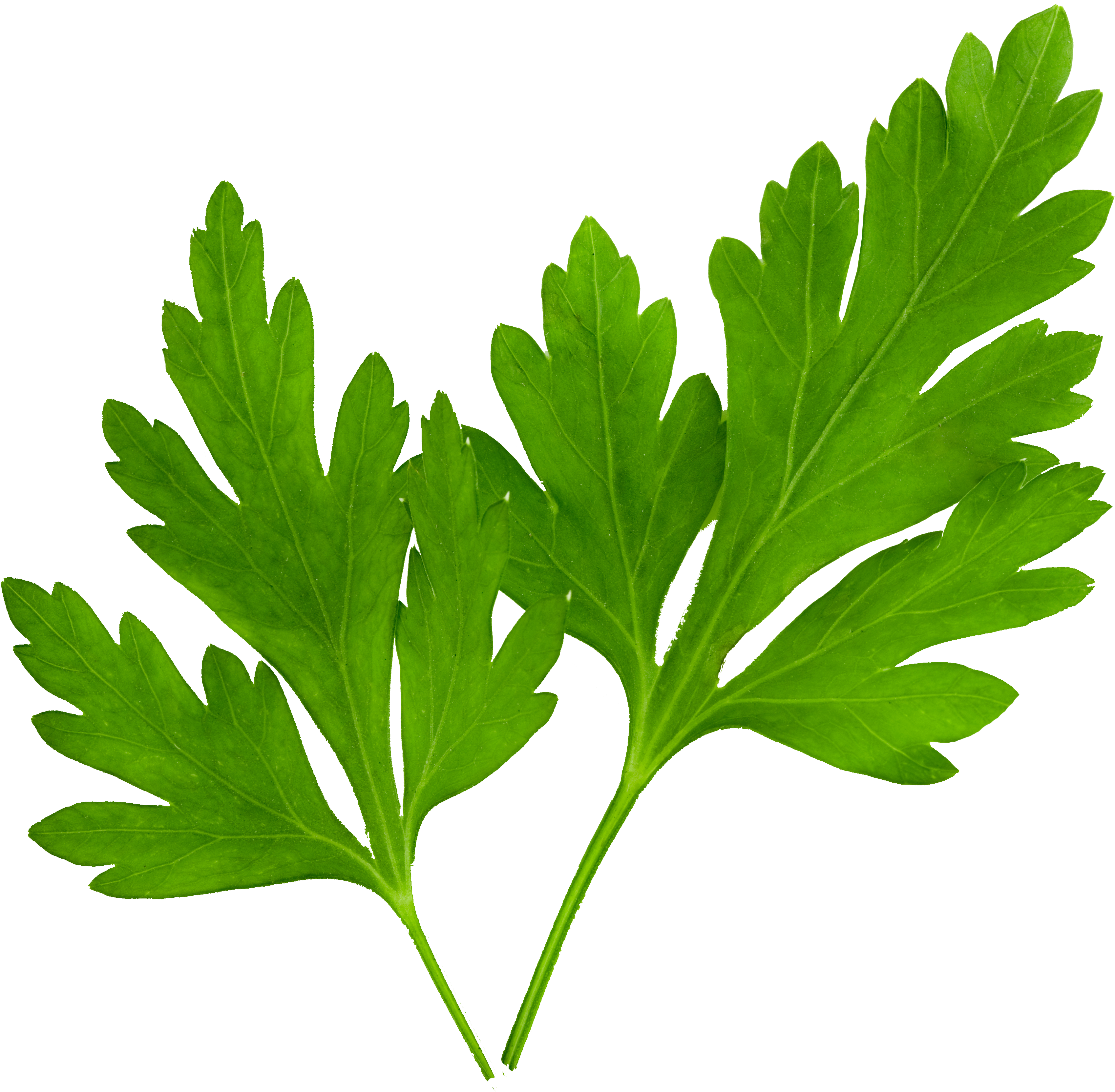 Parsley-e1520866809480 - Hojas De Perejil Clipart (3805x3805), Png Download