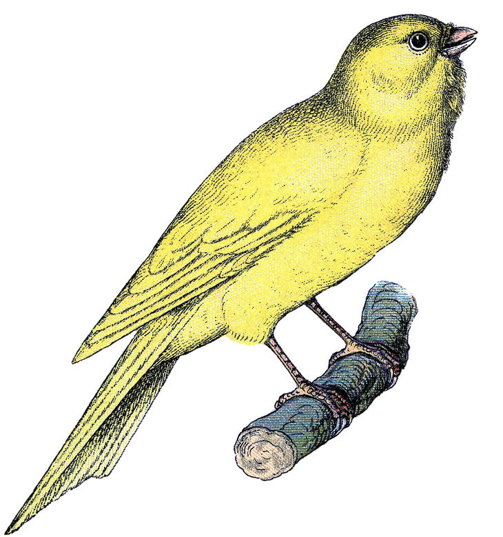 Vintage Clip Art - Canary Clip Art - Png Download (774x800), Png Download