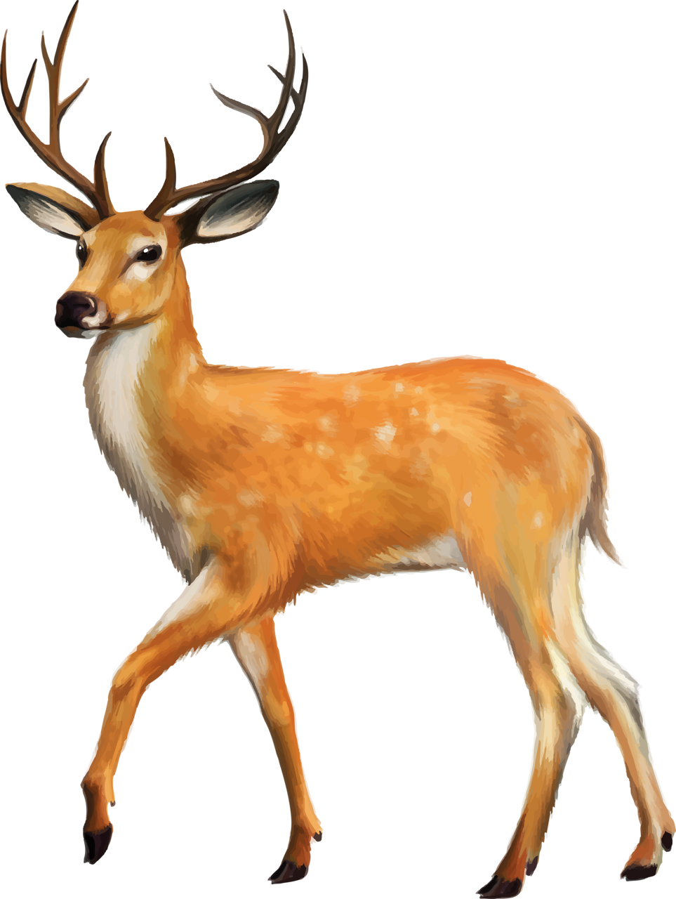 Яндекс - Фотки - Deer Png Clipart (771x1024), Png Download