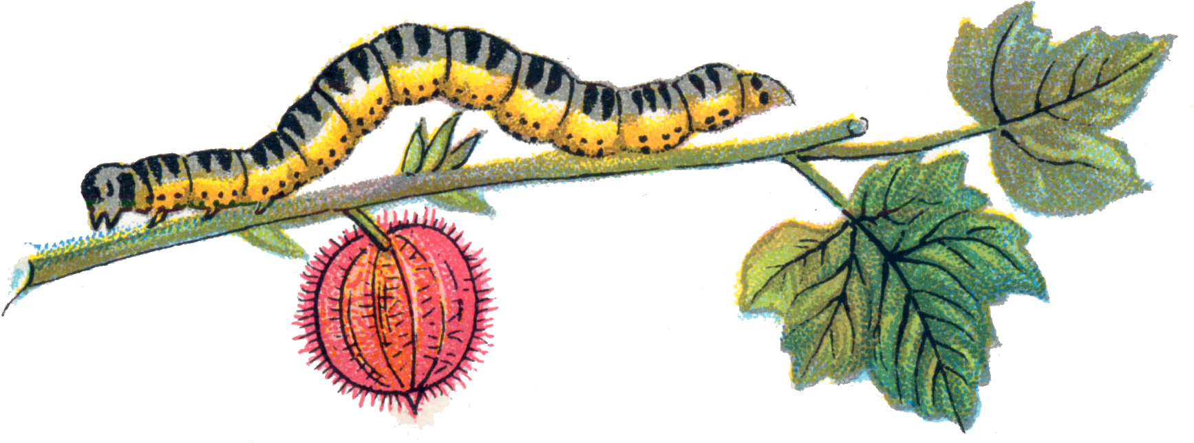 Caterpillar Clipart (1737x663), Png Download
