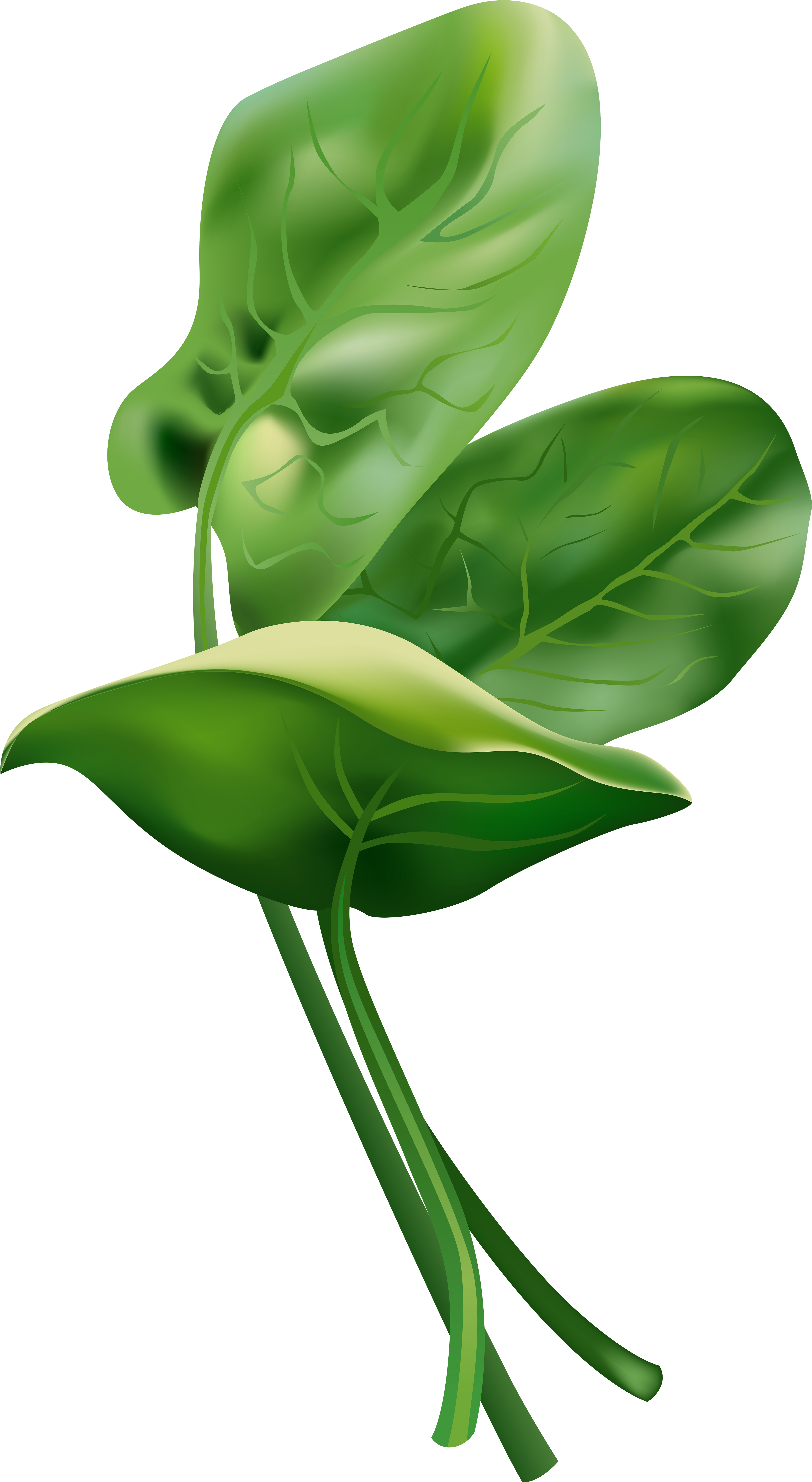 Spinach Free Clip Art Image Gallery Yopriceville High - Dibujo De Espinaca - Png Download (4414x8000), Png Download