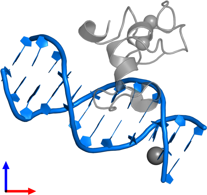 Pdb Entry 3qmb Contains 2 Copies Of 5' D 3' In Assembly Clipart (800x800), Png Download