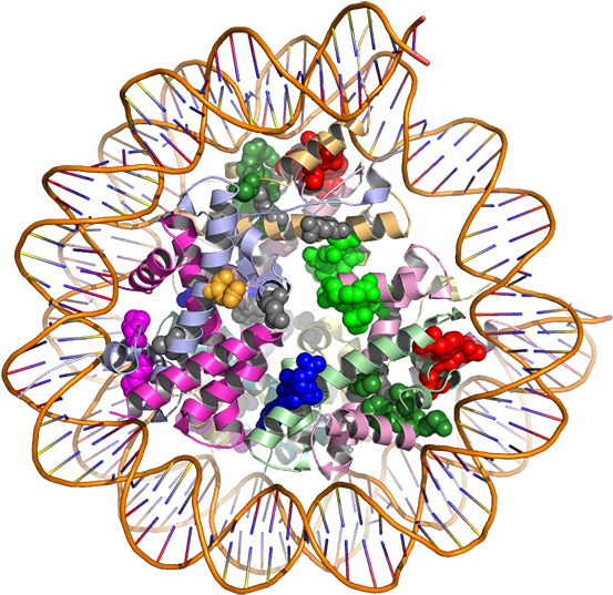 The Hotspot3d Computational Tool Models How Gene Mutations - Cancer Protein Clipart (600x558), Png Download