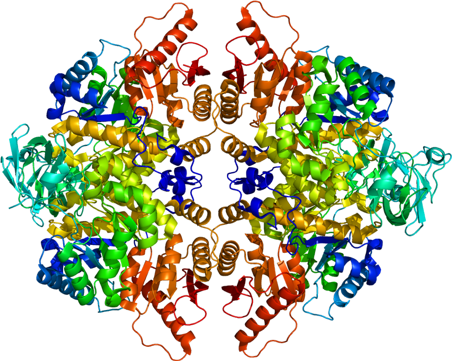 Protein Pklr Pdb 1liu Clipart (973x786), Png Download